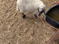 Widder, Tsigai sheep — Foto 6