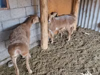 母羊, Sheep — 照片 6