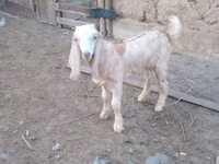 Ziegenbock, Nubian Goat — Foto 3