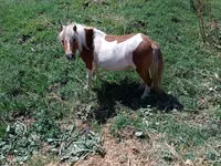 Stute, Australian Pony — Foto 4