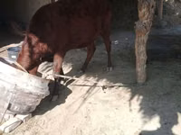 牛只（批次，未指定性别）, Cattle — 照片 6