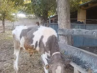 Widder, Schafe — Foto 4