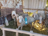 كبش, Arashan sheep — الصورة 7