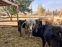 Toro, Swiss cattle — foto 5