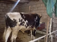 公牛, Russian Black pied cattle — 照片 3
