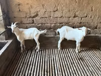 母山羊, Saanen goat — 照片 1