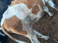 गाय, Simmental cattle — फ़ोटो 2