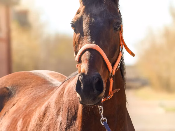 Stute, Thoroughbred horse