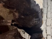 公牛, Cattle — 照片 4
