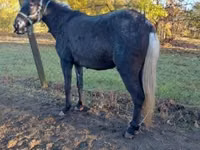 Mare, Mule — photo 4