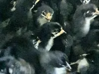 Chickens — 6-rasm