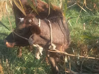 Stute, Kyrgyz Horse — Foto 2