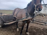 Mare, Horses — photo 1
