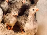 Guinea fowl — Foto 2