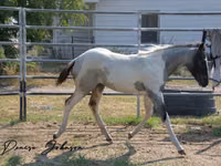 Caballo, National Show Horse — foto 5