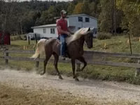 Hengst, Rocky Mountain Horse — Foto 6
