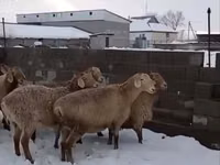 Widder, Edilbay sheep — Foto 3