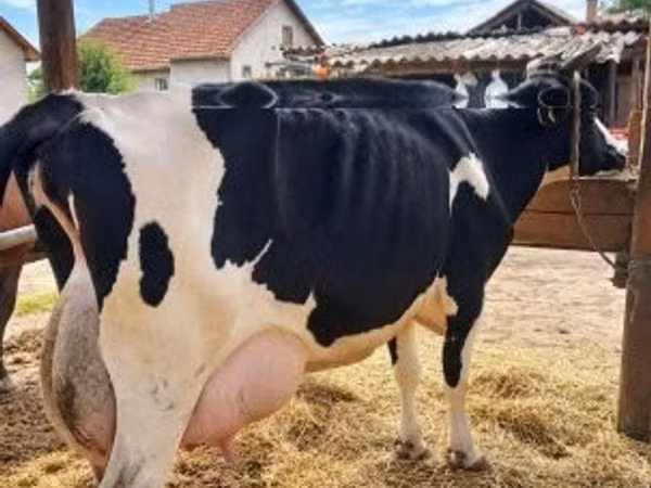 Vaca, Raza Holstein