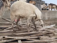 Эчки, Заанен кодуру — сүрөт 3