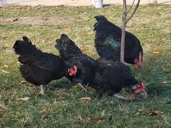 Chickens — أوزبكستان