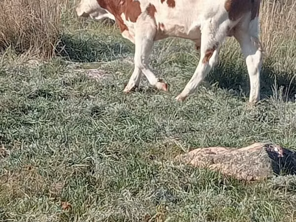 公牛, Simmental cattle — 哈萨克斯坦