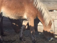 Caballos (lote, sexo no especificado), Russian Don — foto 2