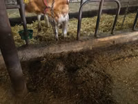 Cow, Simmental cattle — photo 4