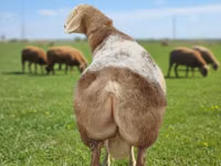 كبش, Tian-Shan semifinewool sheep — الصورة 1
