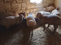 نعجة, الأغنام — الصورة 1