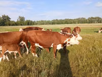Kuh, Latvian Blue cattle — Foto 5