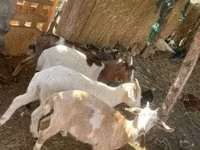 山羊（批次，未指定性别）, Goats — 照片 2