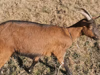 تيس, Alpine goat — الصورة 6