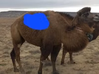 Camel Female, Kazakh Bactrian camel — photo 3
