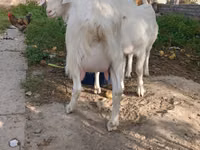 Ziege, Alpine goat — Foto 7
