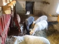 نعجة, Cameroon sheep — الصورة 2