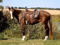 Stute, Rocky Mountain Horse — Foto 4