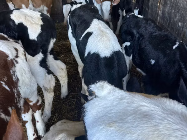 Bulle, Russian Black pied cattle