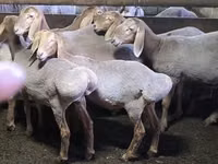 نعجة, Arashan sheep — الصورة 4