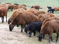 公羊, Edilbay sheep — 照片 2