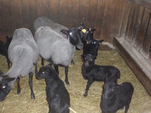 نعجة, Romanov sheep