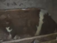 Rinder (Partie, Geschlecht nicht angegeben), Simmental cattle — Foto 5