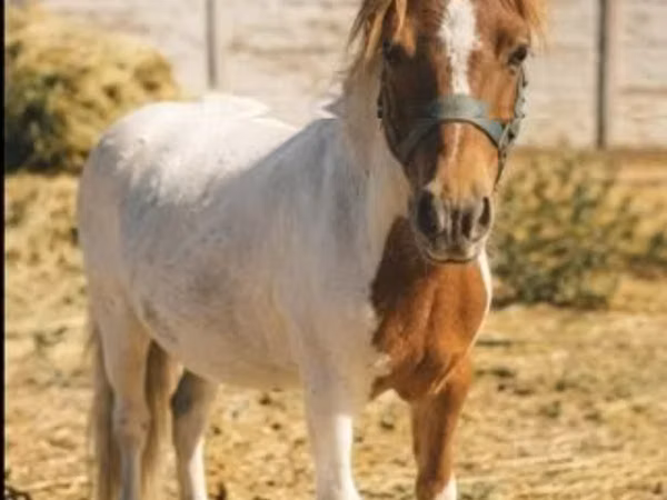 Hengst, Pferde