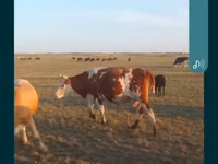 गाय, Simmental cattle — फ़ोटो 2