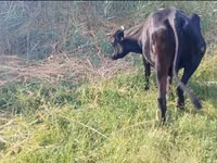 Vaca, Ganado vacuno — foto 2