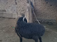 كبش, الأغنام — الصورة 1