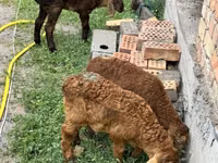 Qoʻy, Arashan sheep — 6-rasm