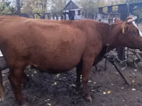 Sigir, Latvian Blue cattle — 1-rasm
