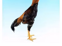 Shamo tovuqlari — 7-rasm