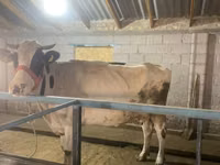 Kuh, Holstein-Rasse — Foto 3