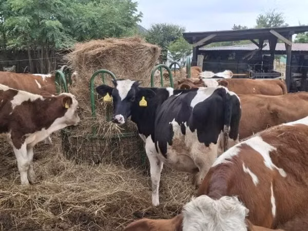 Bulle, Holstein-Rasse
